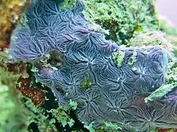 Nahaufnahme eines Haliclona nematifera vor den Malediven