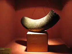 Trinkhorn aus der Hallstatt-Kultur (ca. 800–400 v. Chr.)