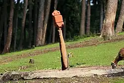 Salzlecke mit oben befestigten Lecksteinen