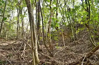 Hanayama Kofun 6 Hügel