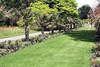 Achse zur Flora: Hanfpalmen im Freiland