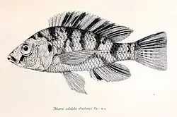Haplochromis adolphifrederici