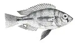 Haplochromis lacrimosus