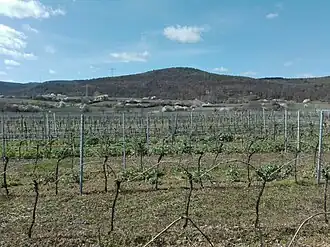 Der Hartenberg von der Rheinebene aus gesehen