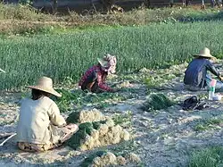 Zwiebelernte bei Bagan 2013