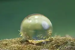 Wassertropfen auf einem Biofilm des Cyanobacteriums Hassallia:[54]. Superhydrophobie und Lotus-Effekt entstanden in der Evolution vermutlich bereits vor über einer Milliarde Jahren und spielten vielleicht eine Rolle als Schlüsselinnovation bei der Eroberung des Lebensraumes Land