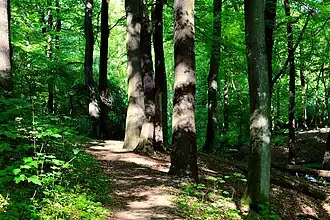 Hauptweg durch das NSG