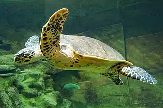 Echte Karettschildkröte