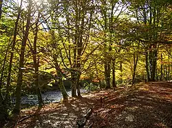Alte Buchenwälder und Buchenurwälder der Karpaten und anderer Regionen Europas
