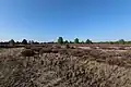 Heide im Naturschutzgebiet Kleine Schorfheide