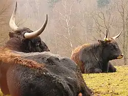 Heckrinder – Eiszeitliches Wildgehege Neandertal