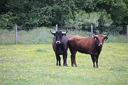 Zwei Heckrinder