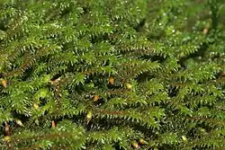 2014 Wimpern-Hedwigsmoos