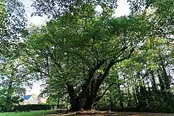 Riesenlinde zu Heede (2017)