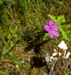 Heide-Nelke (Dianthus deltoides) im NSG