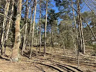 Weißer Berg in Blossin