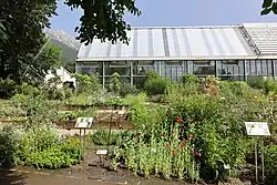Pflanzen und Kräuter sind auf einem Hügel vor einem Glashaus angeordnet. Es ist der Heil- und Nutzpflanzengarten im Botanischen Garten der Universität Innsbruck in Hötting.