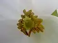 Detailaufnahme der Blüte von Heliamphora nutans