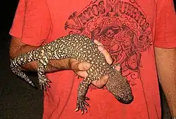 Heloderma exasperatum nahe Los Alamos