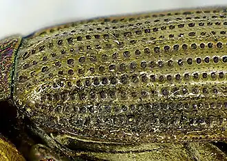 Abb. 1: Regelmäßige Streifen Helophorus grandis