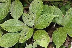 Japanische Helwingie (junge Blätter)