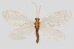 Ein präpariertes Exemplar