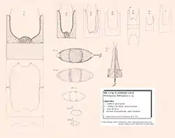 Hemiaulus februatus[A. 8]