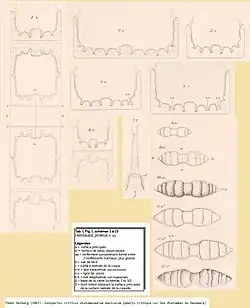 Hemiaulus proteus[A. 8]