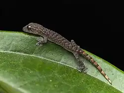 Hemiphyllodactylus hongkongensis