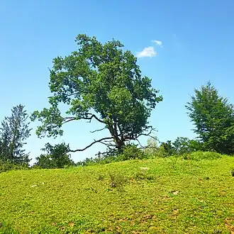 Gipfel des Hengstbergs