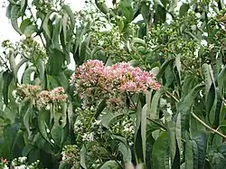 7Söhne-des-Himmels-Strauch