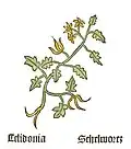 Teil I, Kapitel 44 Chelidonium majus