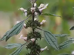 Herzgespann (Leonurus cardiaca)