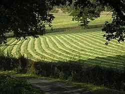 Heuernte bei Iveldingen