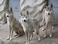 Tibetische Wölfe
