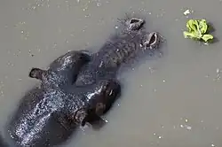 Das Foto zeigt aus der Vogelperspektive den Kopf eines halb untergetauchten Flusspferdes in bräunlichem Wasser.