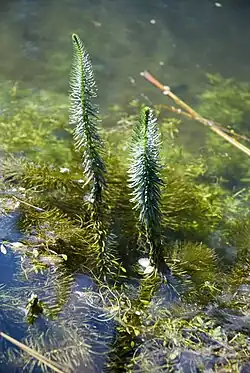 2025 Gewöhnlicher Tannenwedel