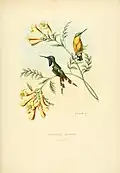 Blaukehl-Sternkolibri (Tilmatura dupontii) illustriert von Louis Victor Bevalet (1808–1887)