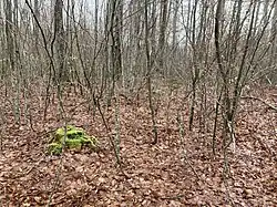 Hochberg (2022), Dickicht nahe der Gipfelebene