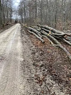 Hochberg (2022), forstwirtschaftliche Spuren nahe Küpfendorf