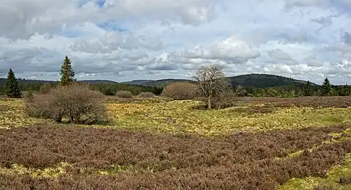 Blick über die Hochheide Ende März