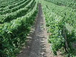 Trieb- und Blattflächenverteilung (Drittelteilung) einer Hochkultur nach Lenz Moser