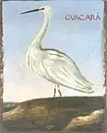 Guacara