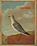 Iacamini