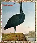 Guarauna