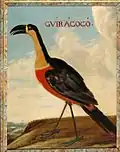 Guiracoco