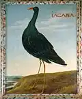 Iacana