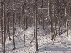 Halde Hohe-Warte-Rösche