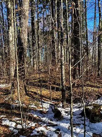 Hohentanne, Gipfelbereich