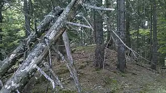 Gipfel Hoher Zwiesler